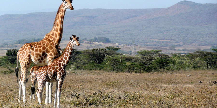 kenya-tour-package-india-nta-holidays