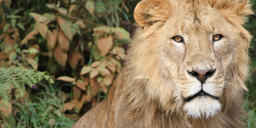tanzania-tour-package-india-nta-holidays